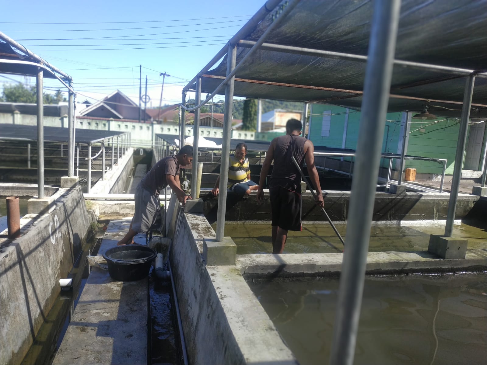 PEMIJAHAN IKAN NILA DI BBI PINCURAN BOGA