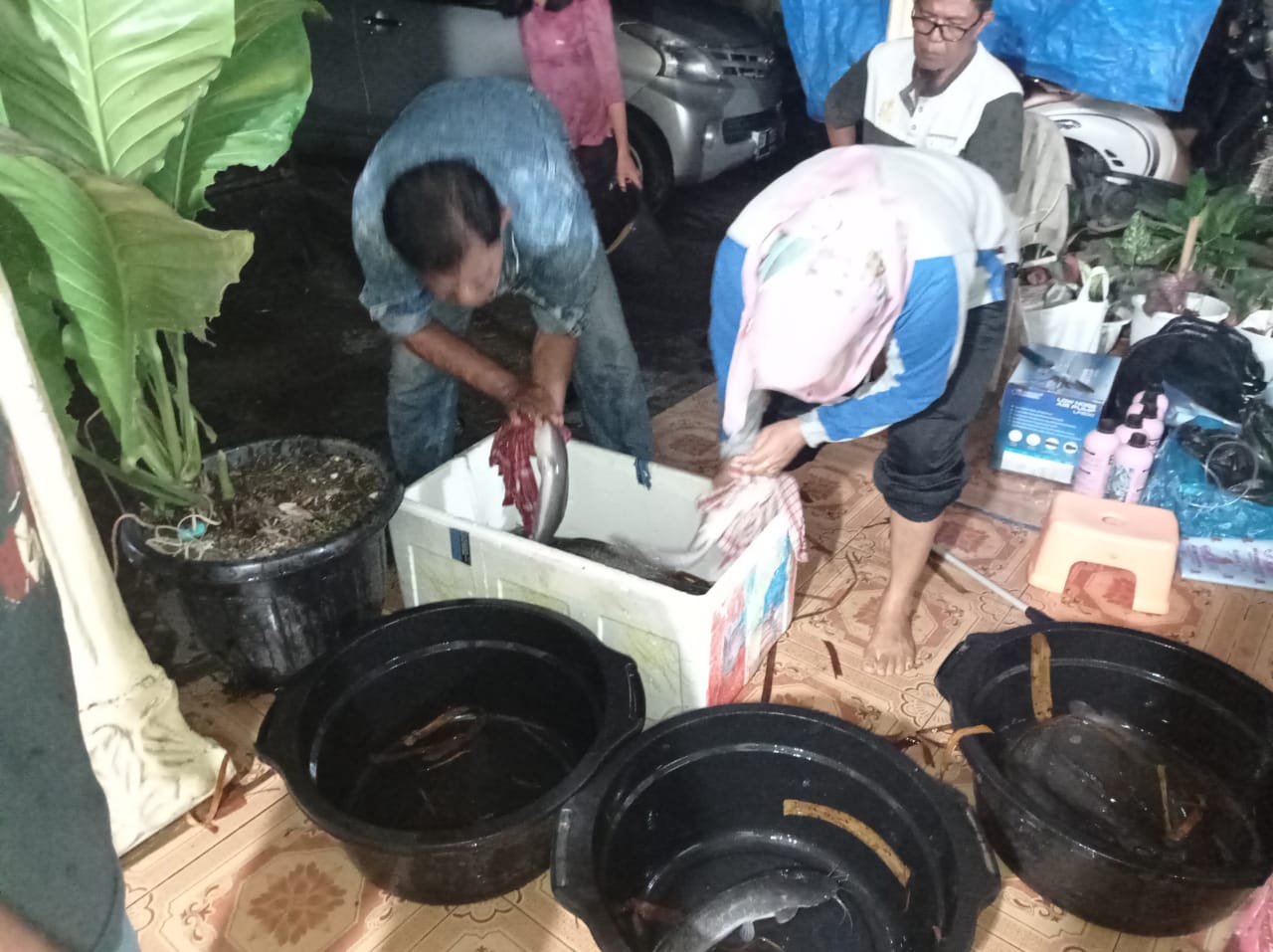 DINAS PERIKANAN DAN PANGAN KAB. PESISIR SELATAN MELAKUKAN PEMERIKSAAN BARANG PENGADAAN CALON INDUK I